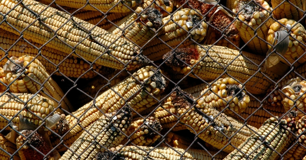 Ẩm mốc nông sản